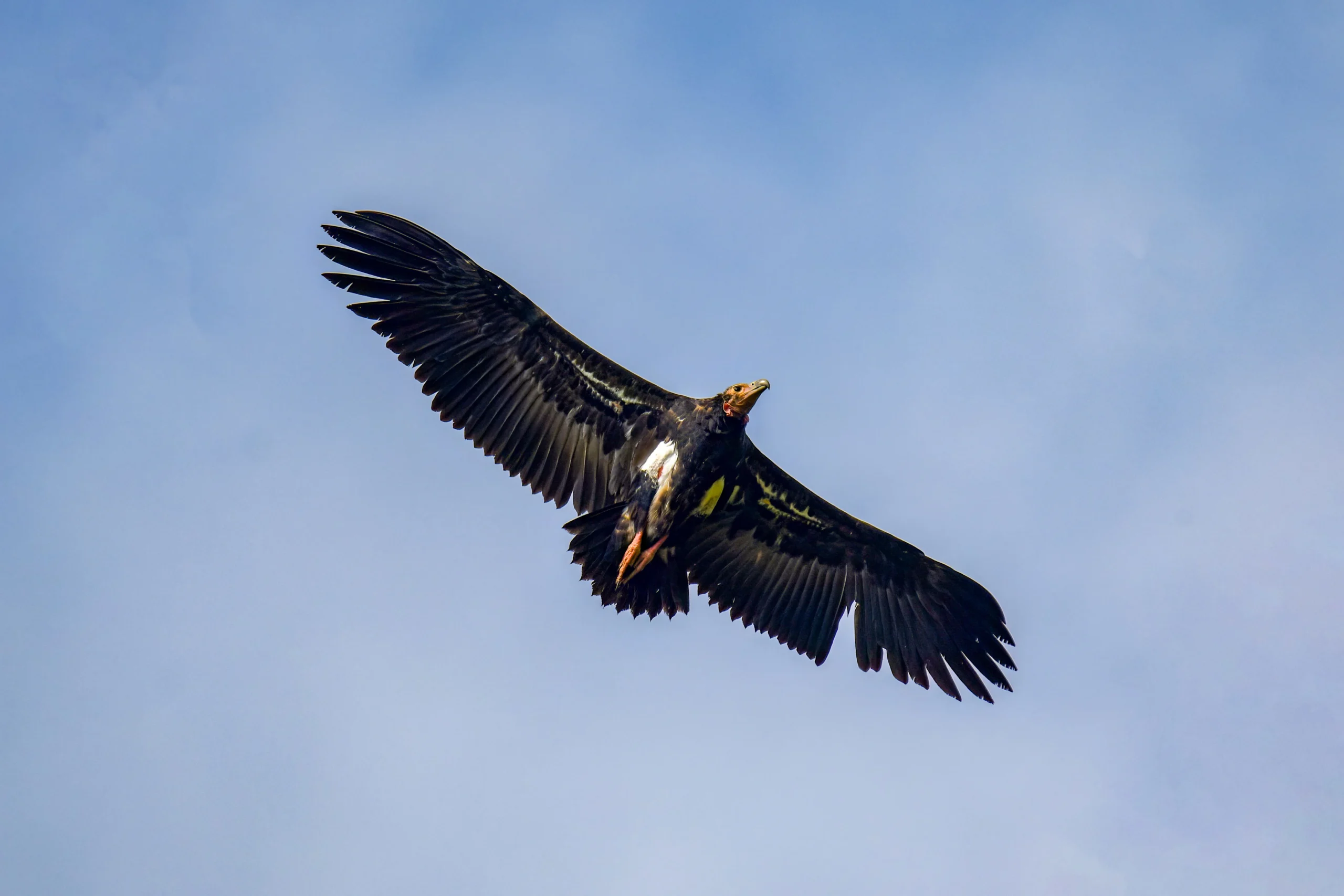 red-headed vulture