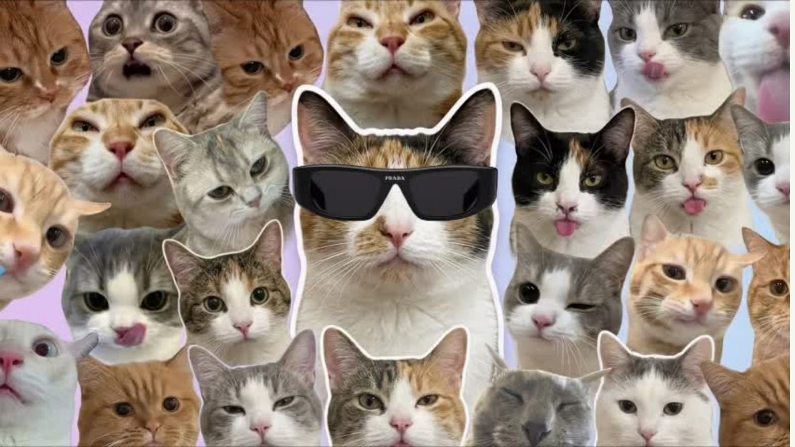 Collage of funny and expressive internet-famous cats representing meme culture and the viral rise of cats on social media.