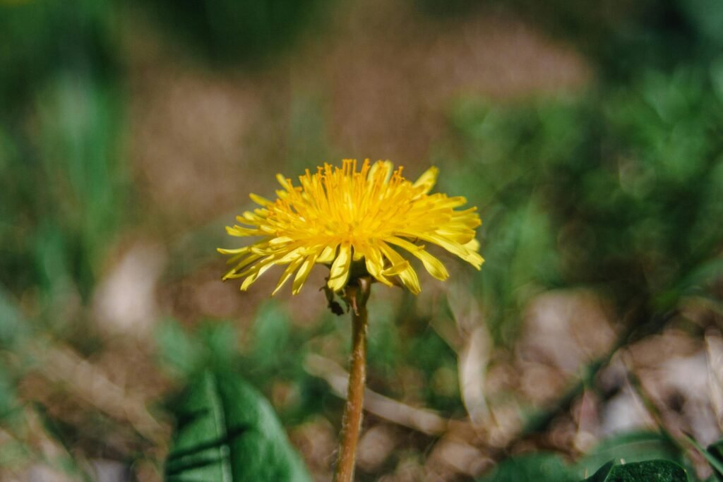 Bright yellow dandelion flower blooming in grass with soft bokeh background