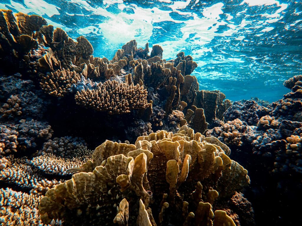 Thriving coral reef highlighting ocean conservation and marine ecosystem health
